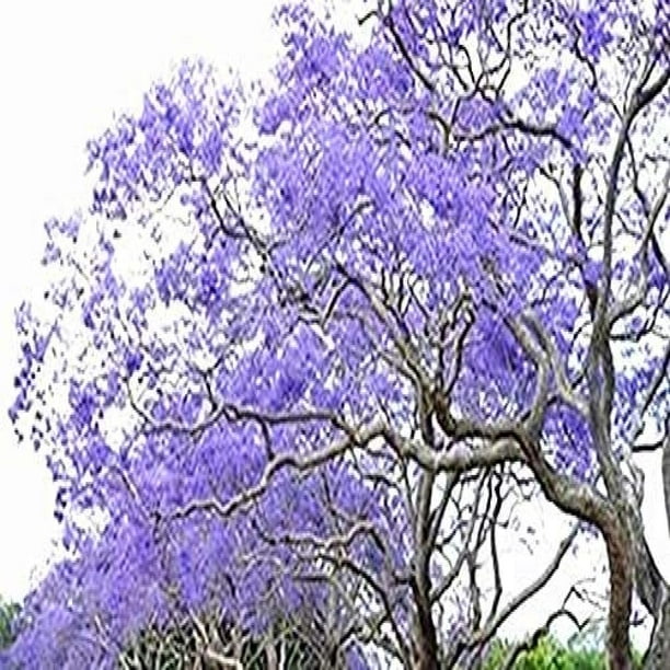 JACARANDA MIMOSIFOLIA TREE SEEDS BRIGHT BLUE TRUMPET SHAPED FLOWERS